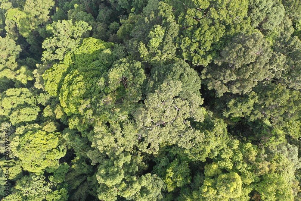 Aerial photo of rainforest jungle forest canopy