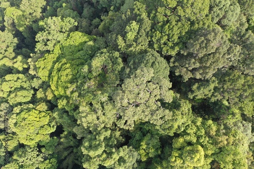 Aerial photo of rainforest jungle forest canopy