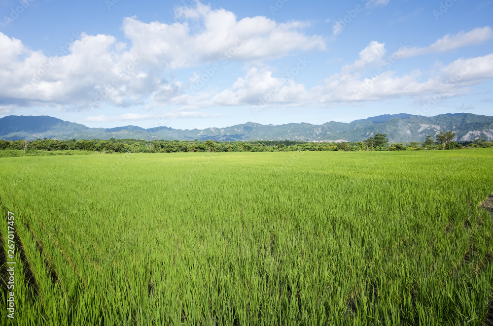 green paddy farm green paddy farm