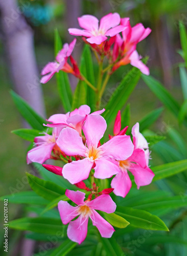 Pink flower clusters of nerium oleander