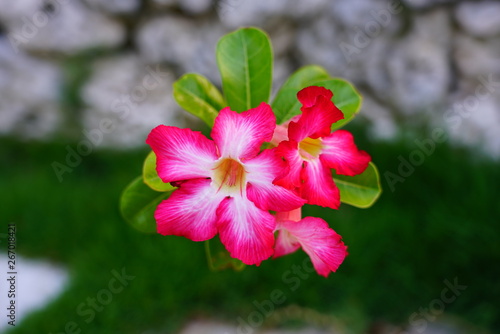 Pink desert rose flowers  Adenium Obesum 