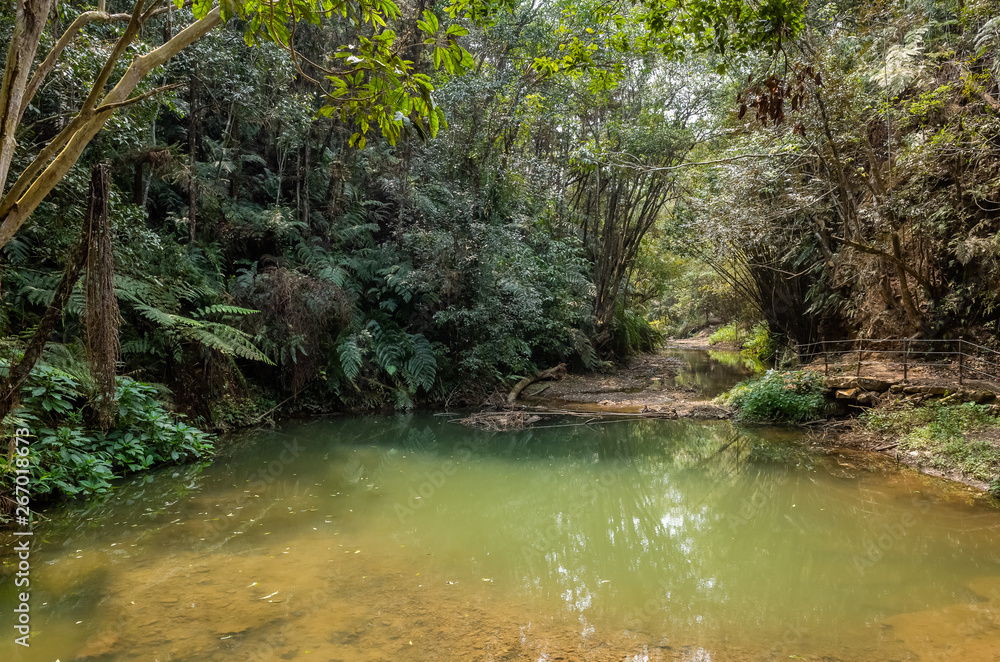 tropical river with green lush forest tropical river with green lush forest