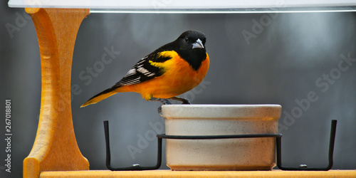 Φωτογραφία A male Baltimore Oriole in breeding plumage visits a bird feeder in Minnesota