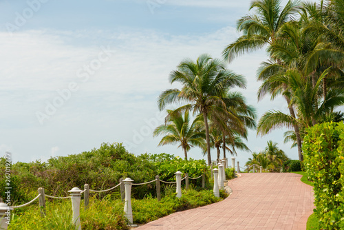 Miami Beach FL walkway with palm trees image