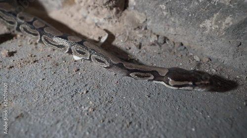 Snake in the basement. Ball python crawling. photo