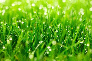 Acrylglasbilder Gras Grashalme mit Tautropfen im Morgenlicht  © Mariusz Blach