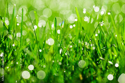 green grass with water drops in sunlight background