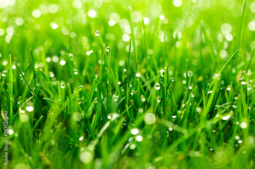 green grass with water drops close-up in sunlight background