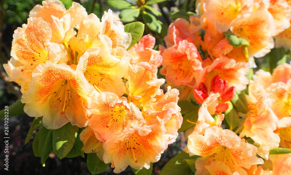 Showy and bright rhododendron flowers close up. Evergreen shrub. Showy and bright rhododendron flowers close up. Evergreen shrub.