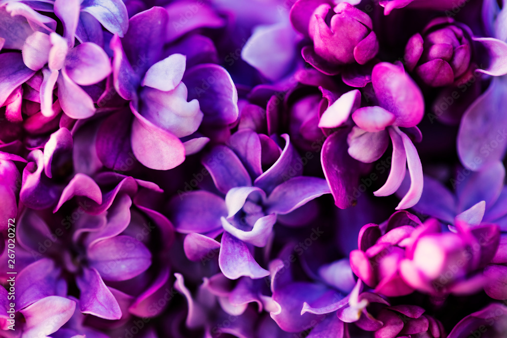 Purple lilac flowers background, spring blossom - obrazy, fototapety, plakaty 