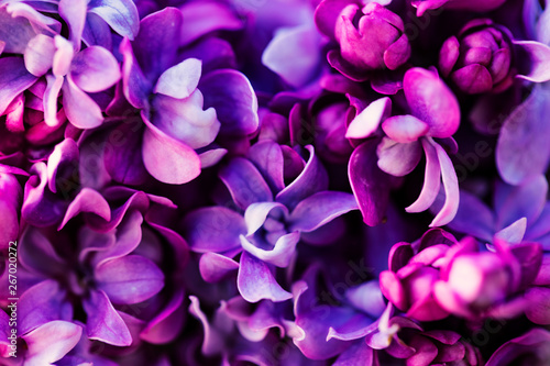 Fototapeta Naklejka Na Ścianę i Meble -  Purple lilac flowers background, spring blossom