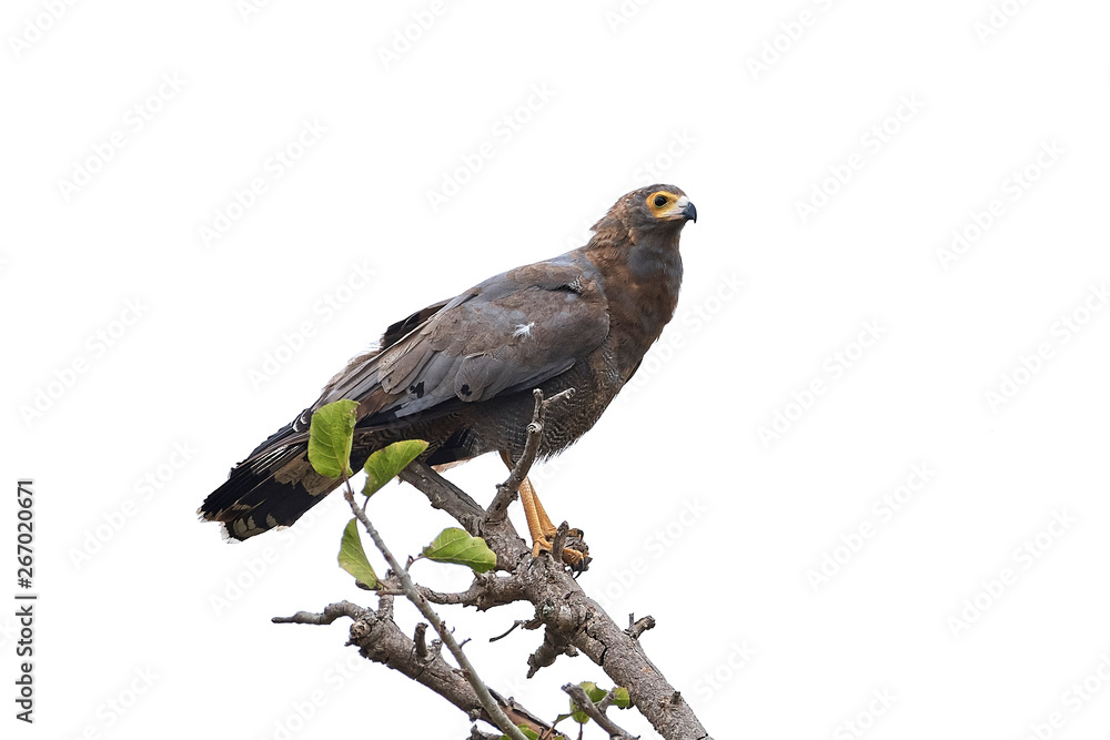 African harrier-hawk (Polyboroides typus) African harrier-hawk (Polyboroides typus)