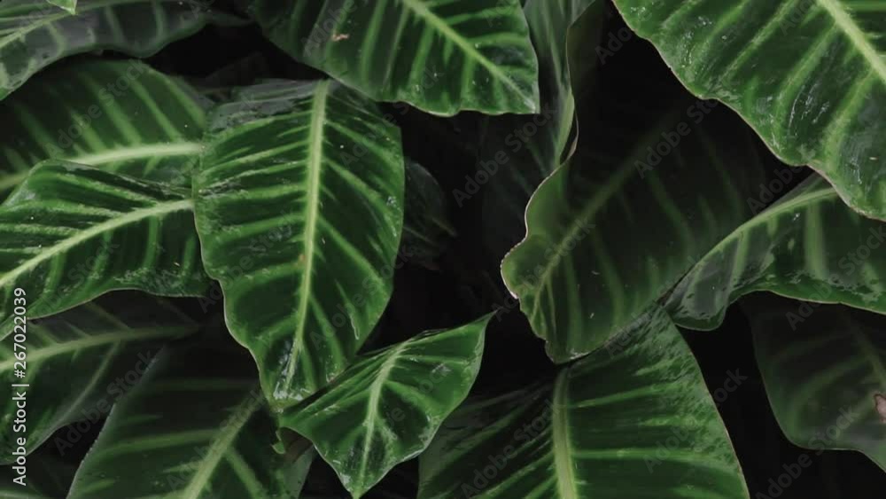 Tropical foliage background, wet leaves from rain gently swaying Tropical foliage background, wet leaves from rain gently swaying