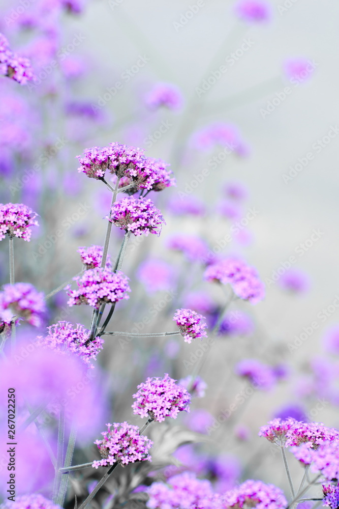 Fototapeta premium Blooming Verbena field on summer sunset Purple flower field in isolated background.