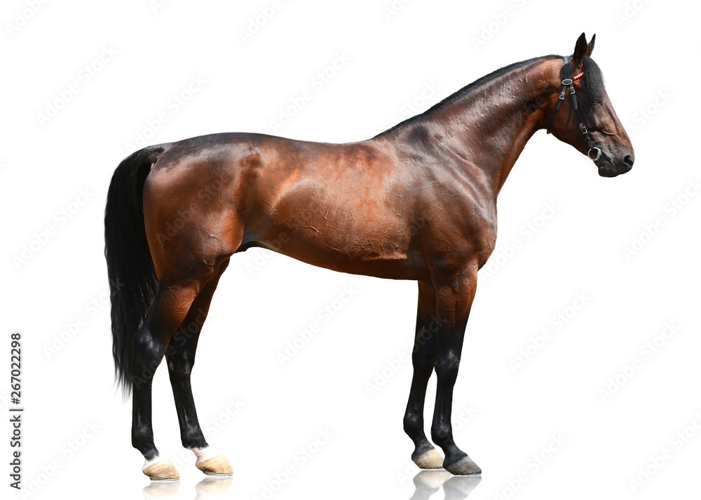 Φωτογραφία Powerfull bay thoroughbred stallion standing isolated on white background