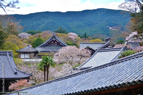 瓦屋根と満開の桜のコラボ 
