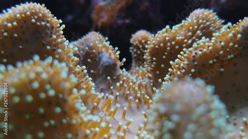 Acropids large polyp stony corals, Galaxea sp.