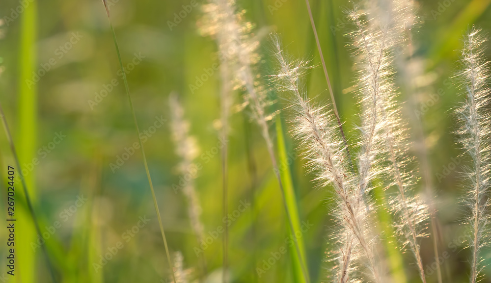 Close up Grass Flower with Sunlight Isolated on Nature Background Close up Grass Flower with Sunlight Isolated on Nature Background