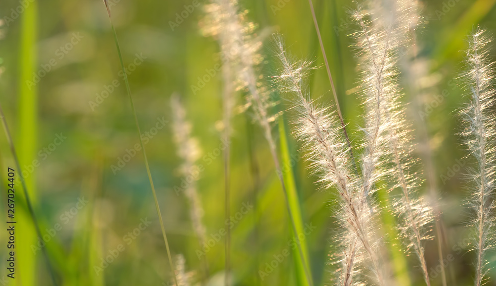 Close up Grass Flower with Sunlight Isolated on Nature Background