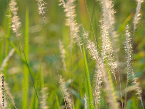 Close up Grass Flower with Sunlight Isolated on Nature Background