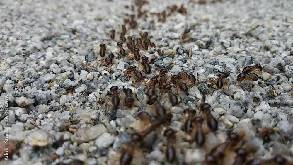 A large group of red termites are moving on a rocky ground surface during the day. Some of them are carrying food and wood chips. A large group of red termites are moving on a rocky ground surface during the day. Some of them are carrying food and wood chips.