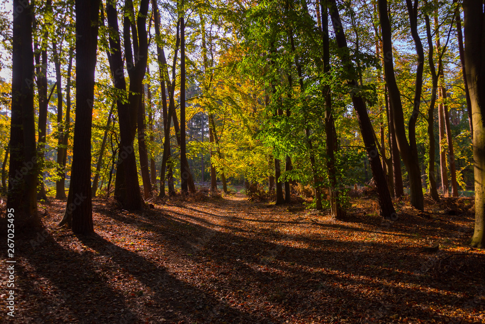 Waldspaziergang Kühlungsborn im Herbst
