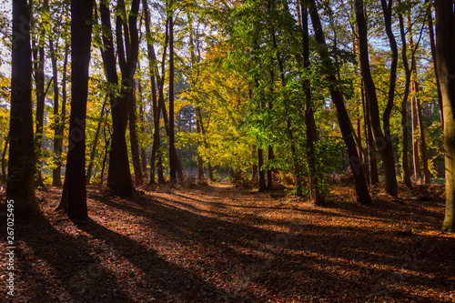 Fototapeta Naklejka Na Ścianę i Meble -  Waldspaziergang Kühlungsborn im Herbst