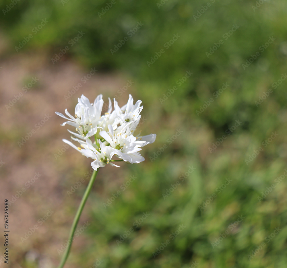 Allium zebdanense,wild ornamental onion ,white flowers.It is a bulb-forming perennial with an umbel of cream colored flowers. Allium zebdanense,wild ornamental onion ,white flowers.It is a bulb-forming perennial with an umbel of cream colored flowers.