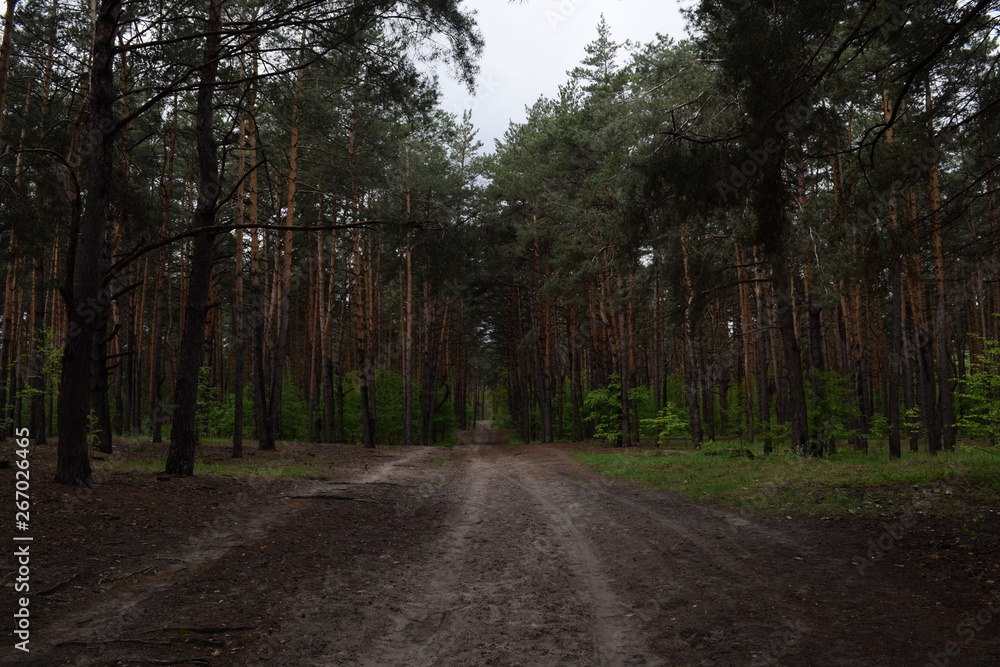 Fototapeta premium The road in a pine fairy forest. Nature and plants.