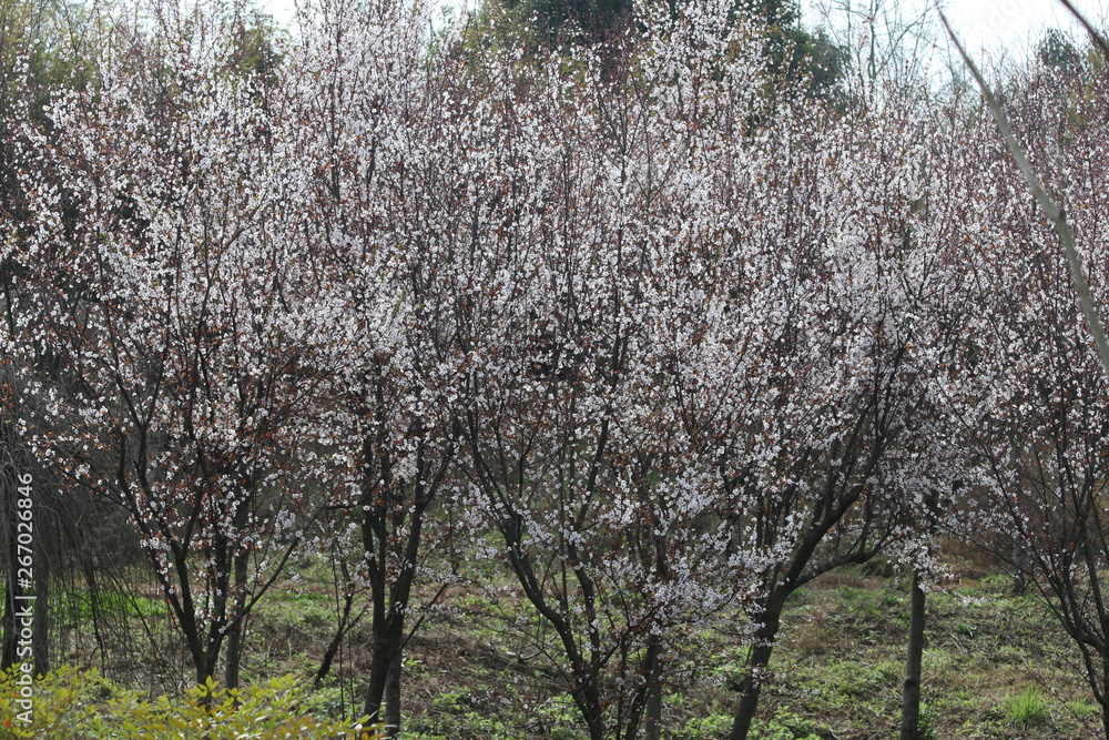 White Cherry Blossom Trees in the park, Spring season, a symbol of renewal, vitality, and beauty White Cherry Blossom Trees in the park, Spring season, a symbol of renewal, vitality, and beauty