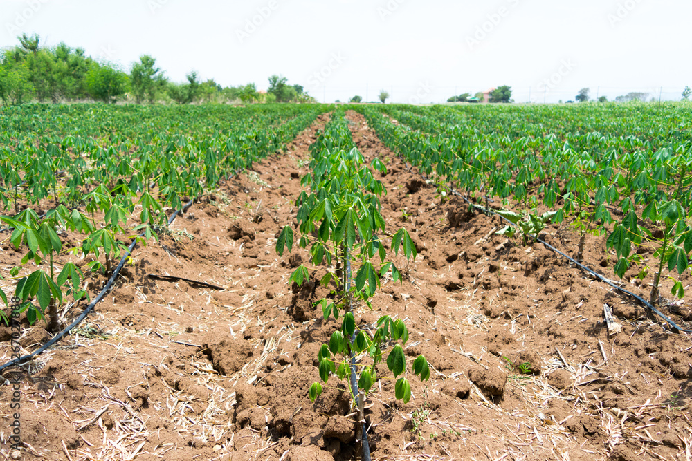 rows of young plants in a field rows of young plants in a field