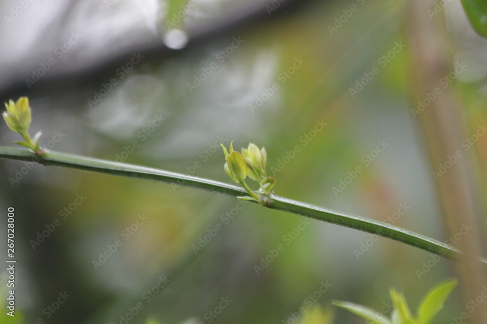 Close up Fresh Budding Vine in Summer Close up Fresh Budding Vine in Summer