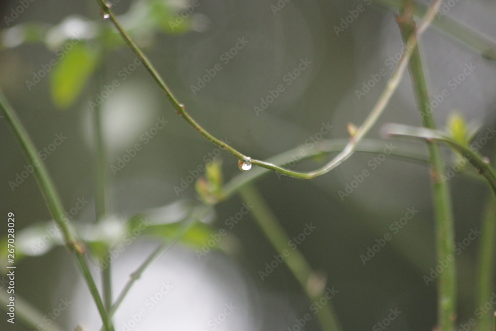 Morning Dew Drops on Fresh Green Leaves Morning Dew Drops on Fresh Green Leaves