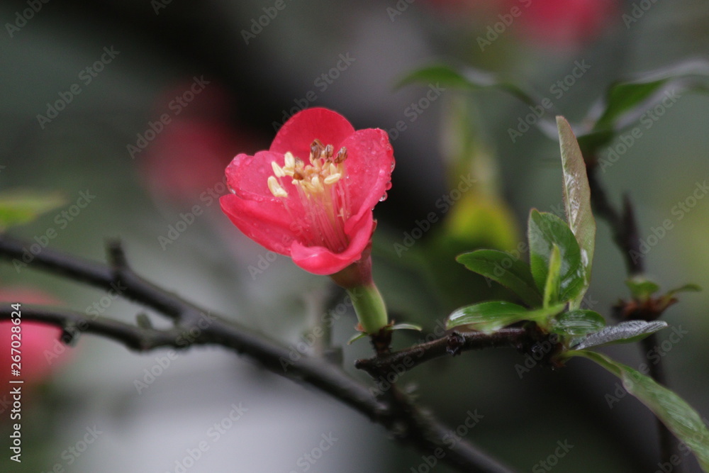 Close up Red Plum Blossom Flower ,Prunus mume, in Springtime Close up Red Plum Blossom Flower ,Prunus mume, in Springtime