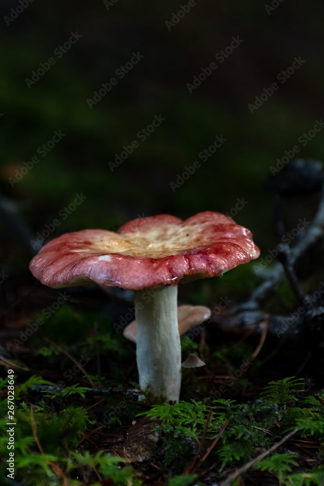 Wild fruiting mushroom/ toadstool (boletus) with shiny wet pink and white cap growing above ground in soil in rainy woodland forest during autumn/fall season. Umbrella shaped fungi, organic growth. Wild fruiting mushroom/ toadstool (boletus) with shiny wet pink and white cap growing above ground in soil in rainy woodland forest during autumn/fall season. Umbrella shaped fungi, organic growth.