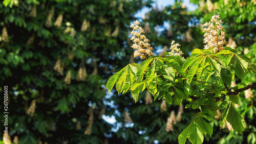 Blooming chestnut candles on may warm day