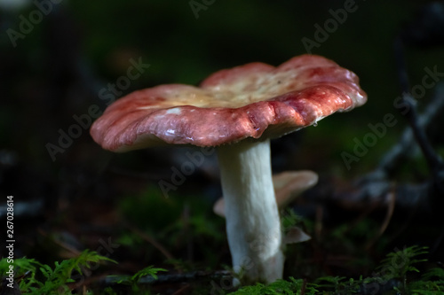 Wild fruiting mushroom/ toadstool (boletus) with shiny wet pink and white cap growing above ground in soil in rainy woodland forest during autumn/fall season. Umbrella shaped fungi, organic growth.