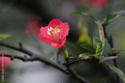 Close up Red Plum Blossom Flower ,Prunus mume, in Springtime