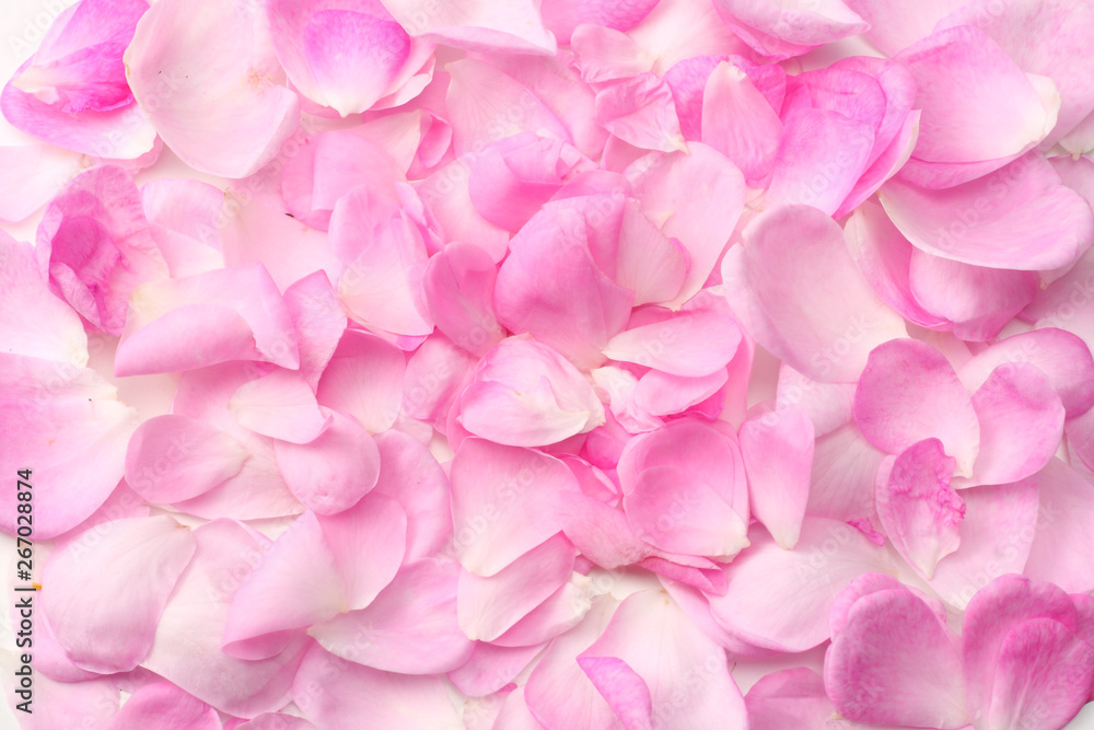 pink rose petals isolated on white background. top view