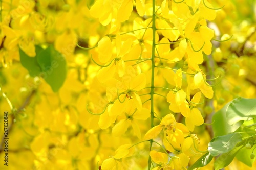 In selective focus a beautiful bouquet of yellow golden shower flower blossom and hanging from a tree with sun light and green leaves 