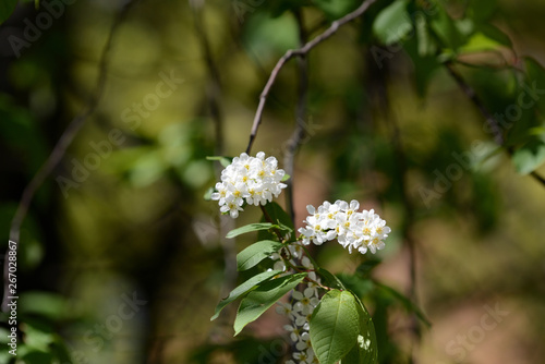 Fototapeta Naklejka Na Ścianę i Meble -  Beautiful white flowers on the branches of bird cherry on a clear spring day