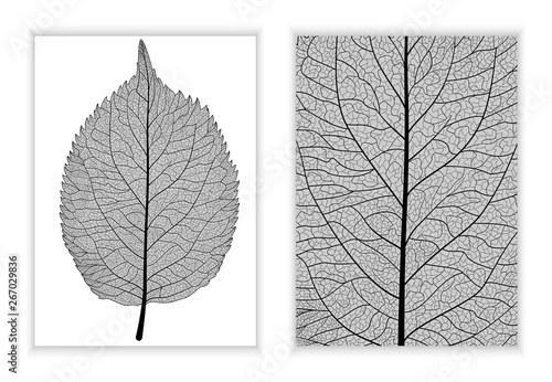 Beautiful background texture leaf  with leaves and space for text. Vector illustration. EPS 10. photo