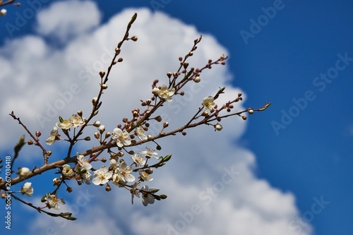 An image of a flowering tree.