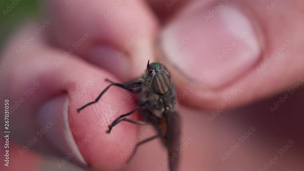 Fly in hand close up Fly in hand close up