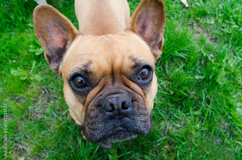 French Bulldog. beautiful little dog. calendar background. dog on green grass