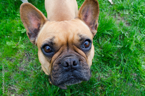 French Bulldog. beautiful little dog. calendar background. dog on green grass