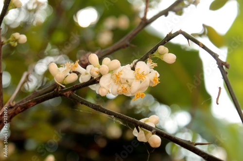 lemon, Citrus limon flower photo