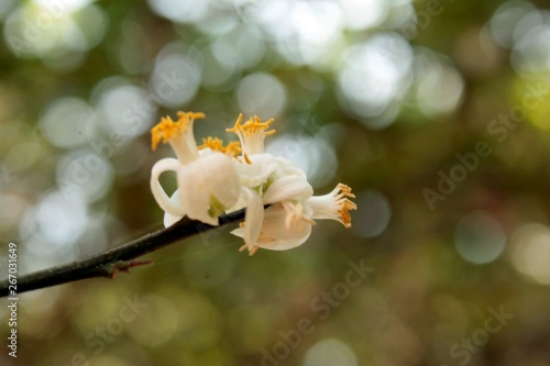 lemon, Citrus limon flower photo