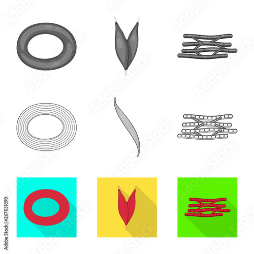Vector design of fiber and muscular logo. Collection of fiber and body  vector icon for stock.