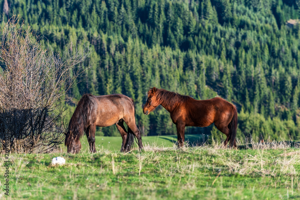 wild brown mountain horses in green meadow wild brown mountain horses in green meadow